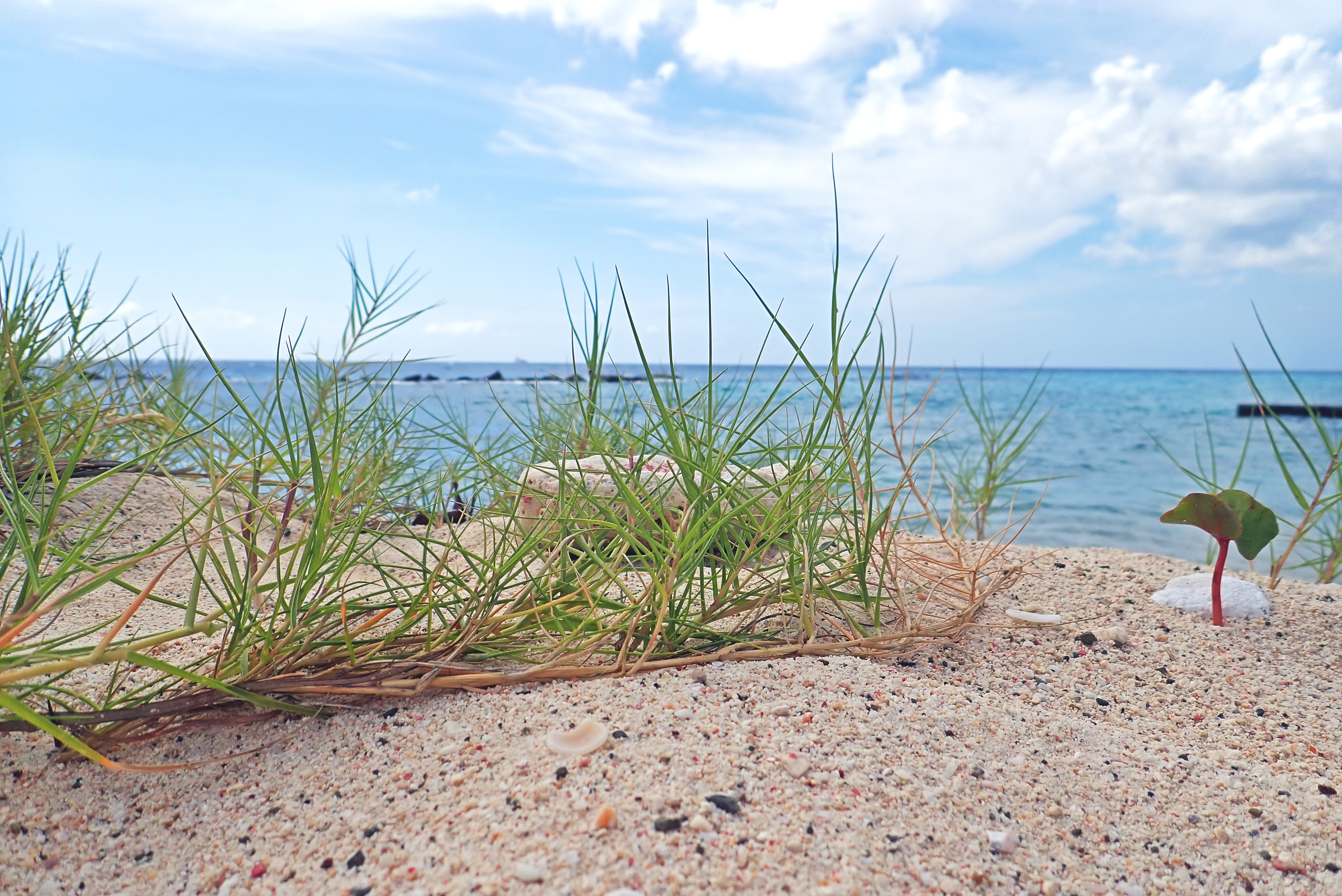 2018-01-19 - 13-55-14 - Gras @ Moomba Beach